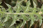 Spiny plumeless thistle